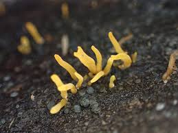 Attēlu rezultāti vaicājumam “Calocera cornea”