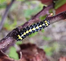 Attēlu rezultāti vaicājumam “Diloba caeruleocephala larva”