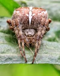 Attēlu rezultāti vaicājumam “Araneus diadematus”