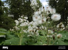 Attēlu rezultāti vaicājumam “Petasites spurius leaf”