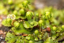 Attēlu rezultāti vaicājumam “Riccardia chamaedryfolia”