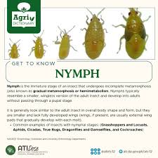 Attēlu rezultāti vaicājumam “nymph”