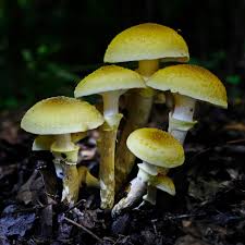 Attēlu rezultāti vaicājumam “Armillaria sp.”