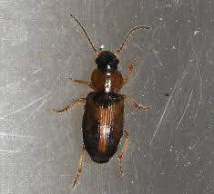 Attēlu rezultāti vaicājumam “Acupalpus flavicollis”