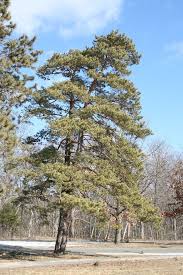 Attēlu rezultāti vaicājumam “Pinus sylvestris var. turfosa”