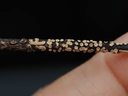 Attēlu rezultāti vaicājumam “Physarum cf. diderma macro”