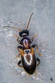 Attēlu rezultāti vaicājumam “Anthicidae”