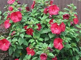 Image result for Tanacetum parthenium 'Tetraweiss'