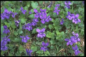 Attēlu rezultāti vaicājumam “Viola riviniana fruit”