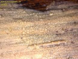 Attēlu rezultāti vaicājumam “Radulomyces confluens”