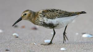Attēlu rezultāti vaicājumam “Calidris alpina”