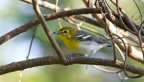 Image result for Vireo flavifrons