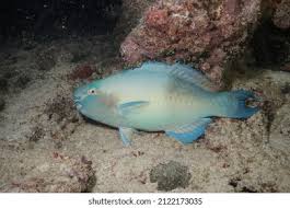 Image result for Scarus rubroviolaceus