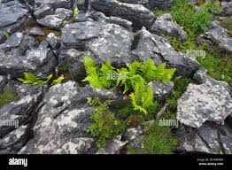 Attēlu rezultāti vaicājumam “Parmelia submontana”