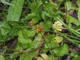 Attēlu rezultāti vaicājumam “Luzula campestris fruit”