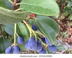 Attēlu rezultāti vaicājumam “Lonicera caerulea var. pallasii fruit”