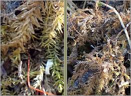 Attēlu rezultāti vaicājumam “Leptodictyum riparium sporophyte”