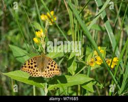 Attēlu rezultāti vaicājumam “Argynnis laodice female”
