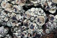 Attēlu rezultāti vaicājumam “Arthonia spadicea”