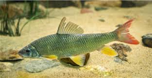 Image result for Moxostoma erythrurum