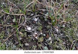 Attēlu rezultāti vaicājumam “Geastrum rufescens”