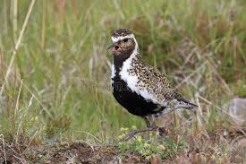 Attēlu rezultāti vaicājumam “Pluvialis apricaria adult”