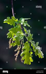 Attēlu rezultāti vaicājumam “Quercus robur male flower”