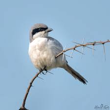 Attēlu rezultāti vaicājumam “Lanius excubitor adult”