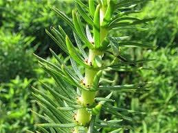 Attēlu rezultāti vaicājumam “Hippuridaceae”