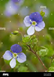 Attēlu rezultāti vaicājumam “Veronica filiformis flower”