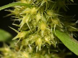 Attēlu rezultāti vaicājumam “Rumex maritimus leaf”