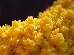 Attēlu rezultāti vaicājumam “Ophiotheca chrysosperma macro”