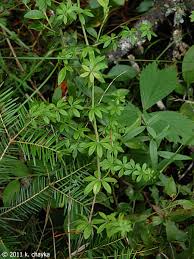 Attēlu rezultāti vaicājumam “Galium rivale leaf”