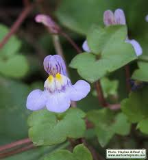 Attēlu rezultāti vaicājumam “Cymbalaria muralis leaf”