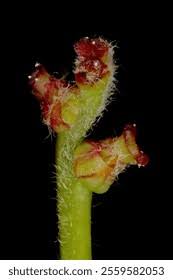 Attēlu rezultāti vaicājumam “Quercus robur female flower”