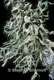 Attēlu rezultāti vaicājumam “Ramalina thrausta”