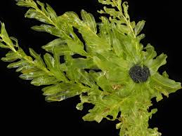 Attēlu rezultāti vaicājumam “Plagiomnium undulatum”