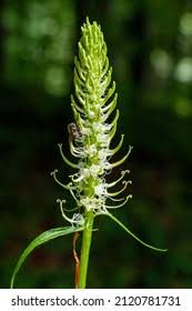 Attēlu rezultāti vaicājumam “Phyteuma spicatum flower”