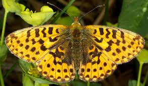 Attēlu rezultāti vaicājumam “Clossiana euphrosyne”