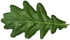Attēlu rezultāti vaicājumam “Quercus robur leaf”