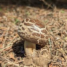Attēlu rezultāti vaicājumam “Macrolepiota rhacodes var. bohemica”