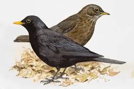 Attēlu rezultāti vaicājumam “Turdus merula male”