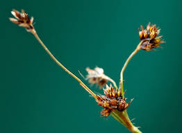 Attēlu rezultāti vaicājumam “Luzula campestris”