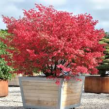 Attēlu rezultāti vaicājumam “Acer tataricum subsp. ginnala”