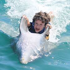 Image result for Adventure Dolphin