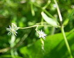 Attēlu rezultāti vaicājumam “Stellaria uliginosa”
