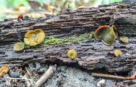 Attēlu rezultāti vaicājumam “Chlorencoelia versiformis”