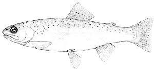 Image result for Oncorhynchus mykiss