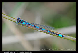 Attēlu rezultāti vaicājumam “Coenagrion pulchellum”