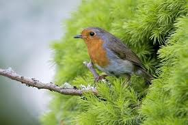 Attēlu rezultāti vaicājumam “Erithacus rubecula nest”